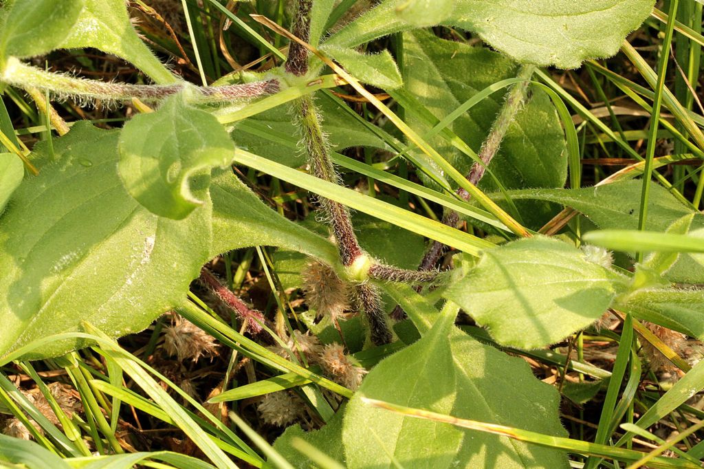 Silene latifolia?